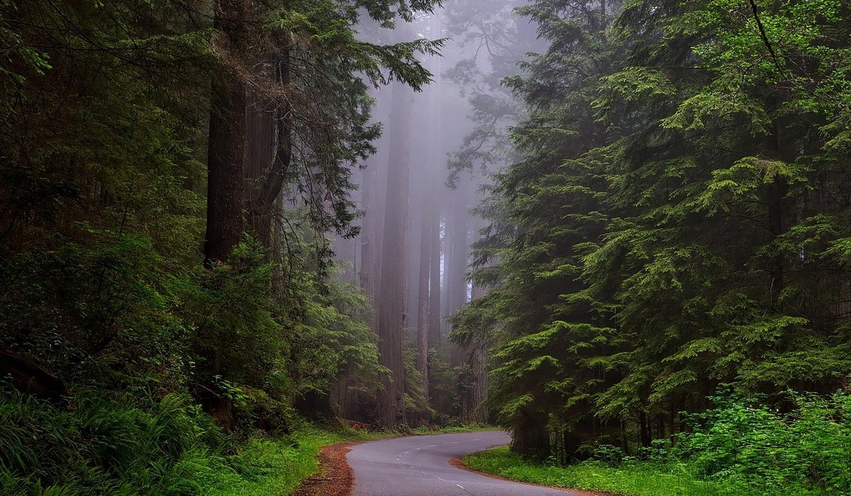 Misty Canvas