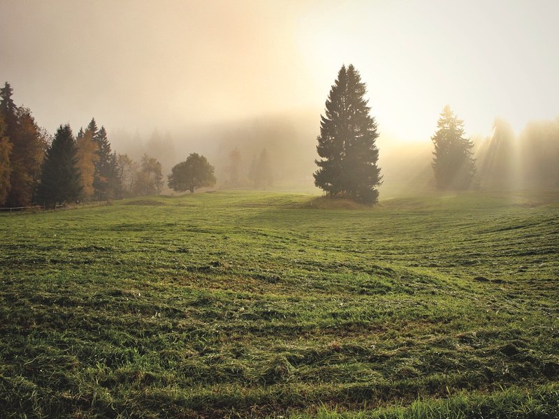 Misty Canvas